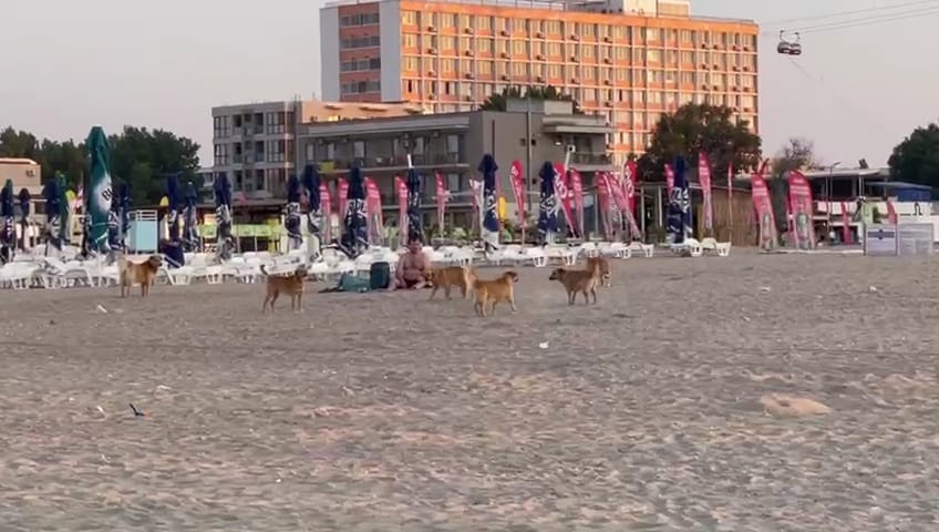 Câini pe plaja din Mamaia