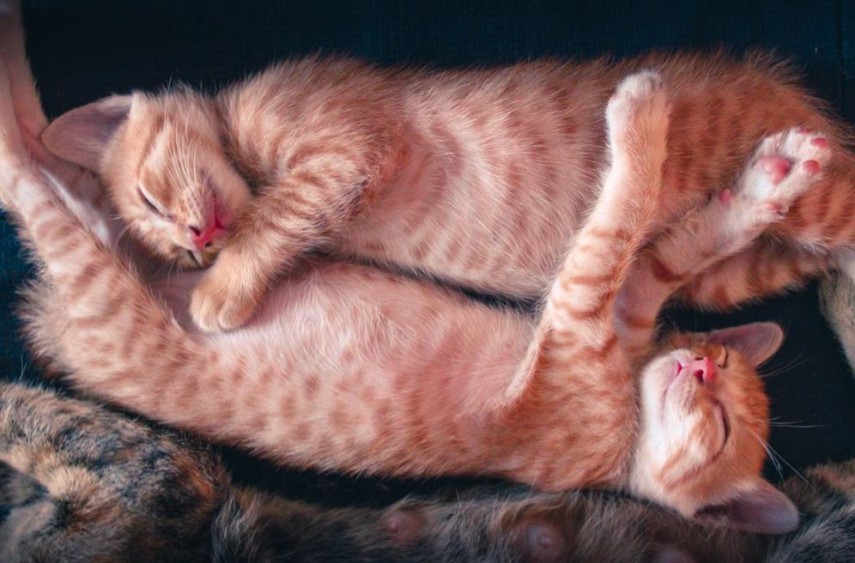 Pisici, foto: Pexels 