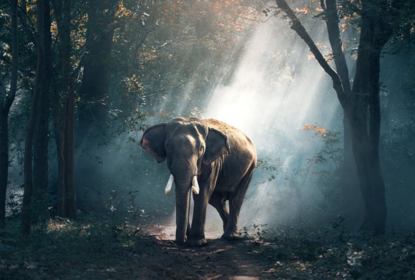 Elefant, foto: Pexels 