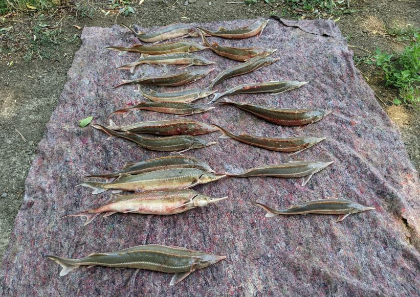 sturioni pescuiţi ilegal din Dunăre au fost redaţi mediului, foto: Garda de Coastă 