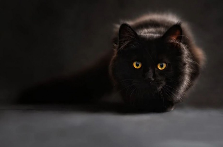 Ziua aprecierii pisicii negre, foto: Pexels 