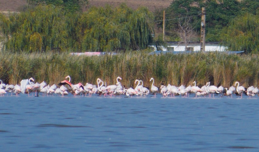 Flamingo, foto: Facebook/Laguna Razim-Sinoe