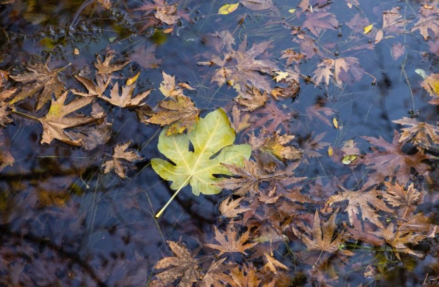 Vremea in Dobrogea. Cum vor evolua temperaturile in urmatoarele doua saptamani. Cand se anunta o racire a vremii 