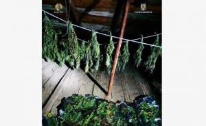 DIICOT Cultură de cannabis pe un teren. Trei tineri, reţinuţi pentru trafic de droguri (FOTO)