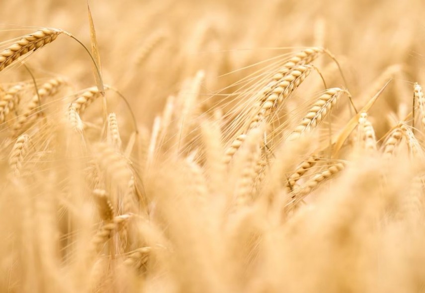 exporturi de cereale ucrainene, foto: Unsplash