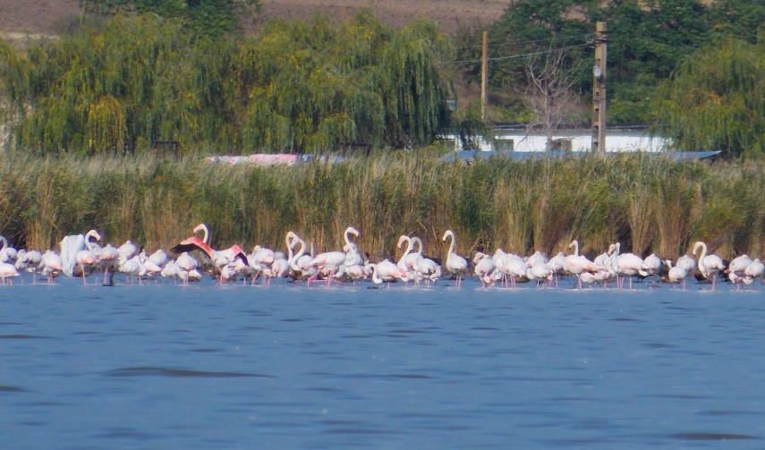 foto cu rol ilustrativ: Facebook/Laguna Razim-Sinoe