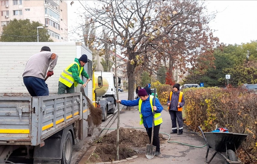 Plantare copaci Constanța. Foto: Primăria Constanta