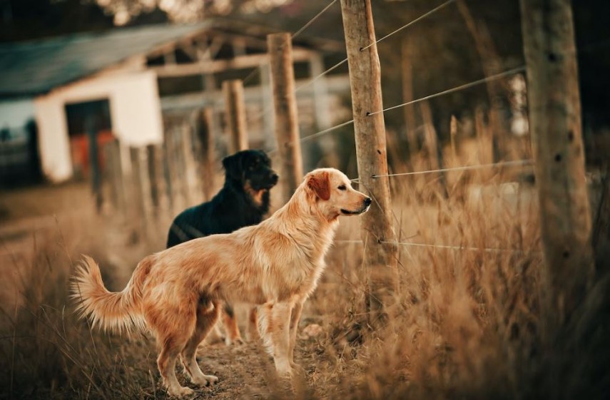 Bărbat mușcat de câini, foto: pexels