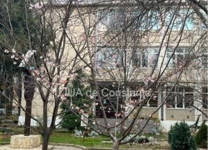 Minune a naturii în prima lună din an A înflorit vișinul japonez din curtea Colegiului Pedagogic (FOTO+VIDEO)   