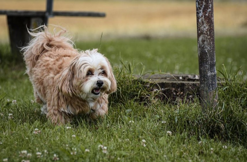 Câine, foto: pexels 