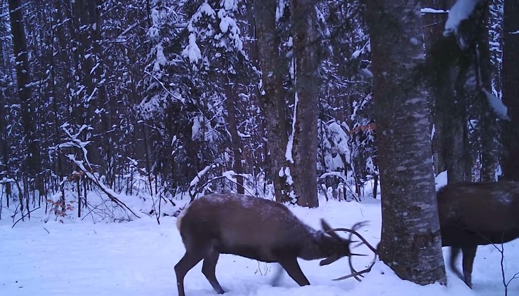 Foto: Facebook/ Romsilva Credit video: Traian Popescu, Parcul Natural Bucegi