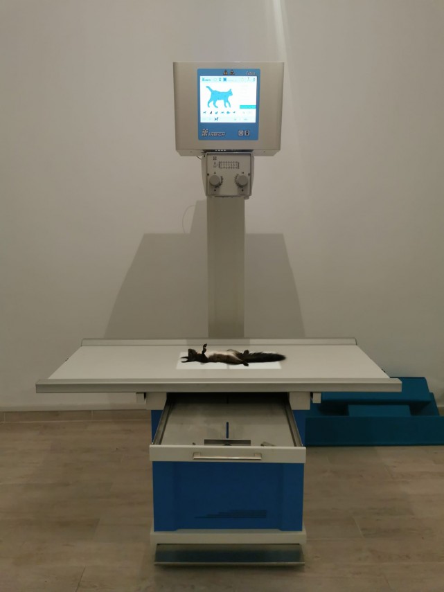 veverita aproape inghetata de frig salvata de un trecator inca un motiv in plus sa iubesc romania galaerie
