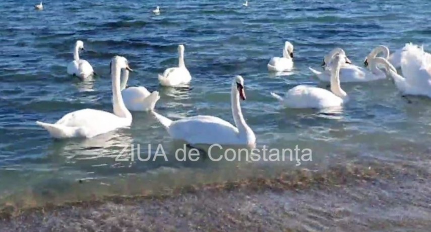 Cum va fi vremea in Dobrogea in perioada urmatoare. Temperaturi la malul marii  