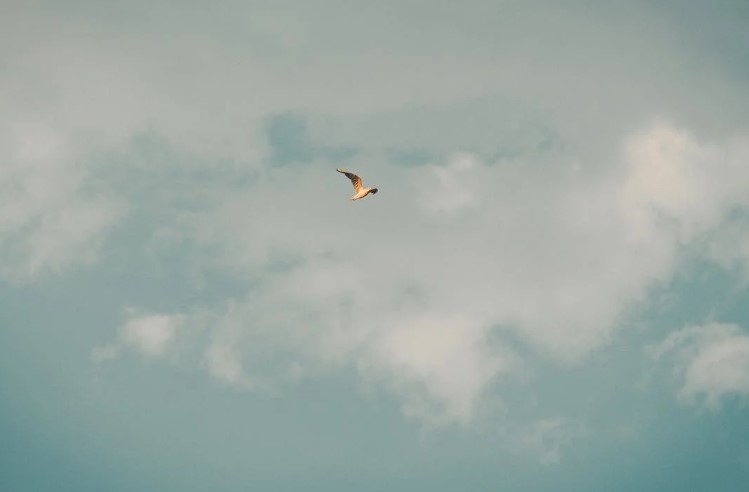 foto: Pexels