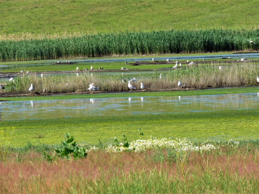 Flamingo în Sărături Murighiol - sursa foto: Facebook.com - ARBDD