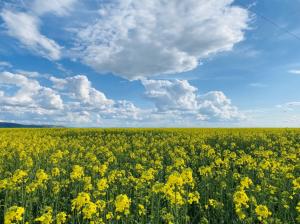 #ConstanțaEsteBine 16.04.2023. Duminica Paștelui. Hristos a înviat!