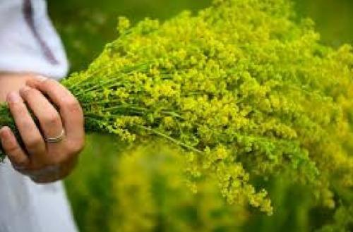 #ConstanțaEsteBine 23.06.2023 Zi de Sânziene și de portal energetic