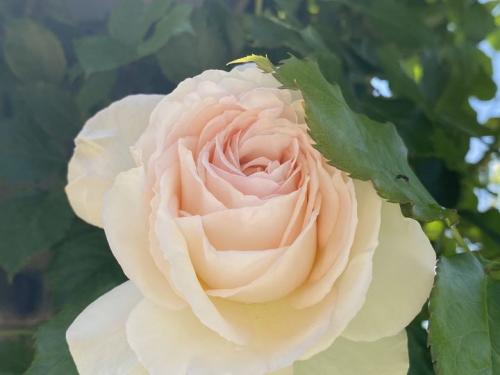 #ConstanțaEsteBine 27 iunie 2023 O nouă zi cu energie de auto-conectare, auto-conștientizare și mai ales auto-apreciere