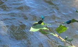 #ConstanțaEsteBine 5 iulie 2023 Zile cu treziri, revelații, întâmplări mai mult sau mai puțin spectaculoase