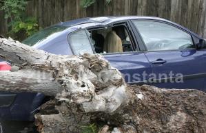 Vijelii în România Opt copaci căzuți pe carosabil în 24 de ore! Zeci de localități afectate