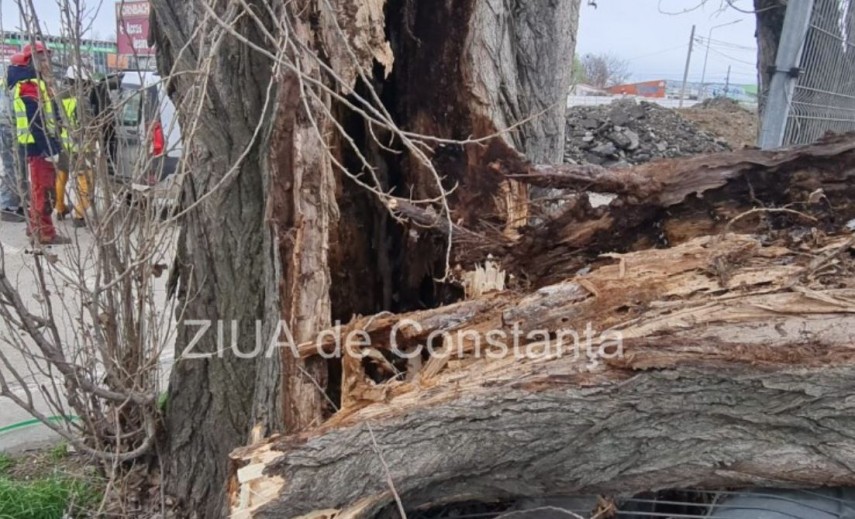 Doua avertizari meteo pentru Constanta: Un copac care a cazut peste o masina pe strada Interioara!     