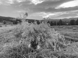 #ConstanțaEsteBine 10 iulie 2023. Început de săptămână calendaristică, ultimul pătrat în fazele lunii 