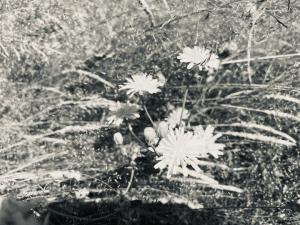 #ConstanțaEsteBine Bine v-am regăsit în plin tranzit al Racului, și lună în scădere cu eliminări puternice