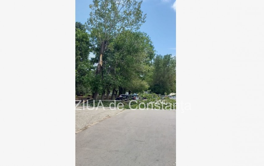 Cod Portocaliu la Constanta: Copaci cazuti pe mai multe strazi din municipiu    