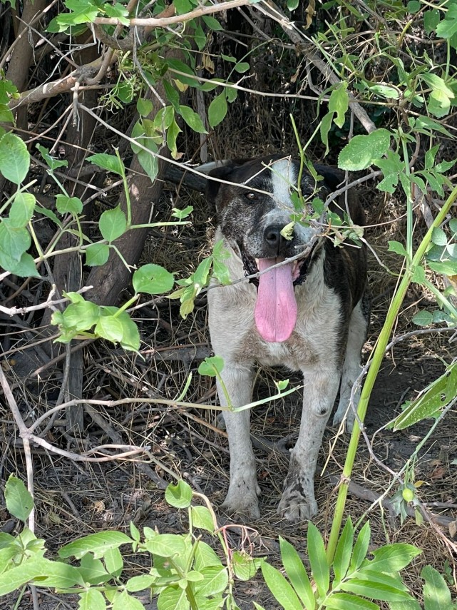 Câinele de rasă Amstaff părăsit. Sursă foto: IPJ Galați