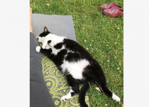 #ConstanțaEsteBine Am intrat în zodia Leului, schimbând semnul energetic de la apa Racului la Foc