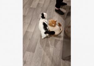 #ConstanțaEsteBine Planetele dansează pe cer, în diferite configurații, care ne amintesc să ne conectăm la noi înșine 