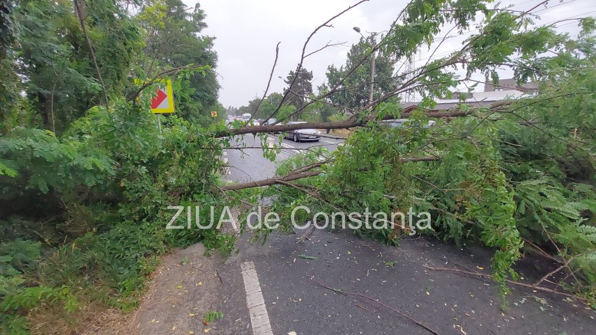 Copac căzut pe carosabil. Foto cu rol ilustrativ.