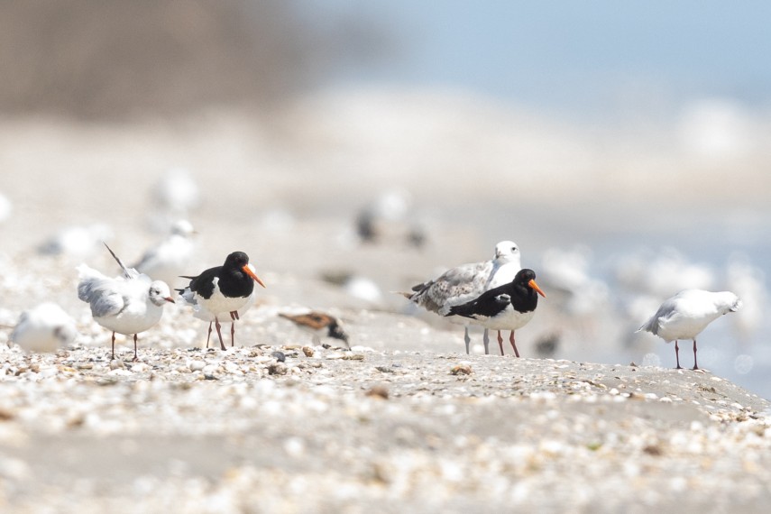 Sursă foto - Federaţia Coaliţia Natura 2000  