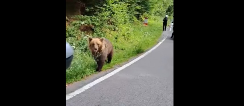 imagini socante pe transfagarasan motociclist atacat de un urs galerie foto video 823368