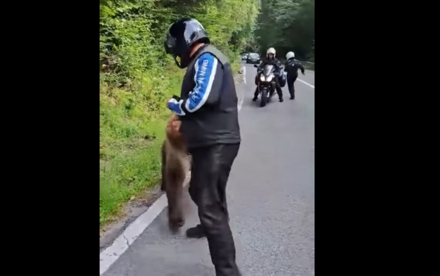 imagini socante pe transfagarasan motociclist atacat de un urs galerie foto video 823368