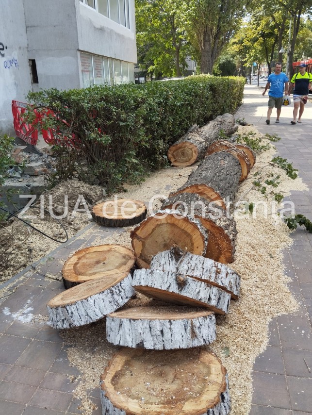 Știri Constanta azi: Copaci taiati pe bulevardul Ferdinand din municipiu 