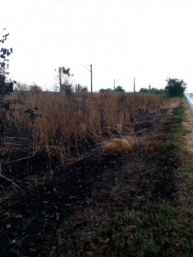 Sursă foto: Garda de Mediu