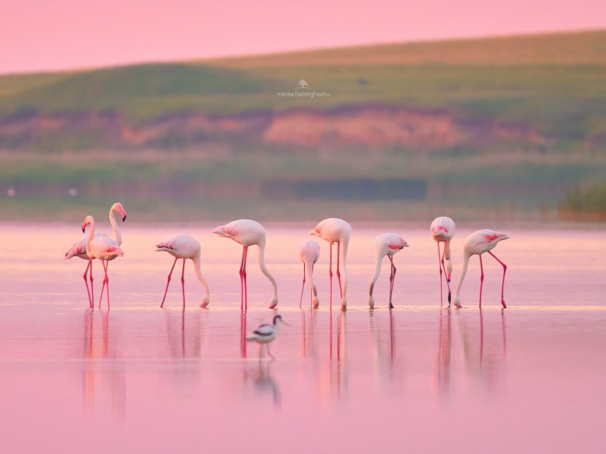 Păsări flamingo roz surprinse în Tuzla și pe Lacul Nuntași din Dobrogea (FOTO)