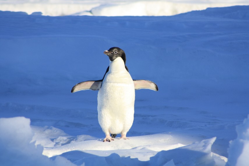Pinguin din Antarctica. Sursă foto: pexels.com