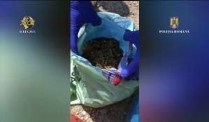 Trafic de droguri în Ploiești! Prins în flagrant cu trei kilograme de canabis