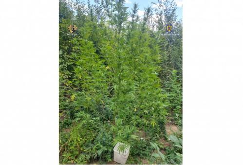 DIICOT Cultură de canabis descoperită la un bărbat din Târgoviște 