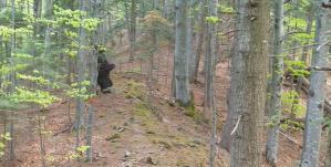 Fascinanta viață sălbatică Monitorizarea ursului într-o frumoasă pădure din Vrancea (VIDEO)