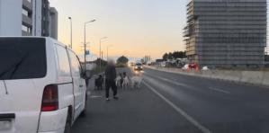 Știri Constanța Poliția locală a sancționat proprietarul unor capre lăsate nesupravegheate pe drumurile publice (FOTO)