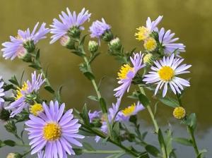 #ConstanțaEsteBine 5 octombrie 2023. Săptămâna cu luna în scădere își continuă drumul