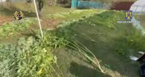Percheziție de amploare în Dâmbovița! Poliția descoperă o cultură de canabis și droguri de risc (VIDEO)