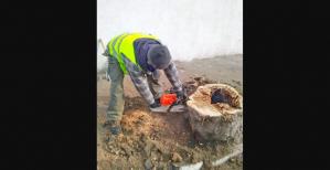 Mai mulți arbori verificați la Constanța după ce un copac a căzut peste un loc de joacă. Ce nereguli au fost constatate