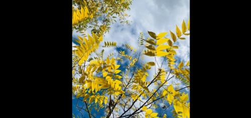 #ConstanțaEsteBine 14.10.2023 Astăzi avem o lună nouă cu eclipsă parțială de soare, numită ”cerc de foc”