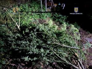 Cultură de canabis descoperită de procurorii DIICOT! Un bărbat a fost reținut (GALERIE FOTO)