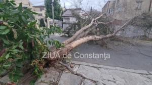 Atentie, cad copaci! Un alt copac a cazut peste gardul unei case, in Constanta  (GALERIE FOTO+VIDEO))   