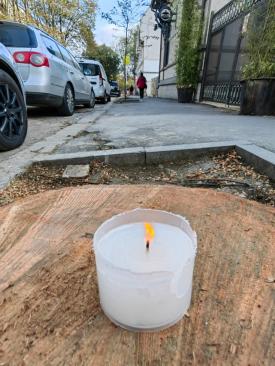 Constănțeanul supărat Cinci arbori sănătoși au fost tăiați pe strada Decebal din Constanța (VIDEO) 